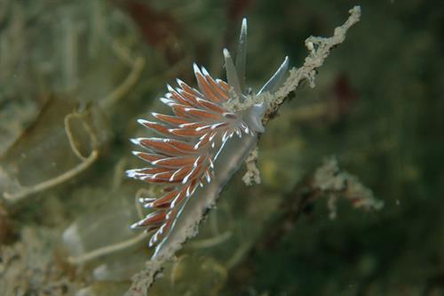 Lined seaslug at Skomer Copyright NRW- Skomer MCZ staff