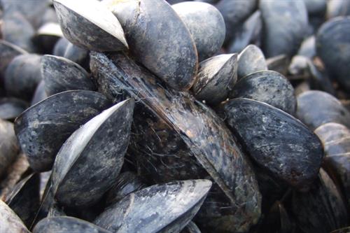 Mytilus edulis Blue mussel_Copyright NRW - Paul Brazier