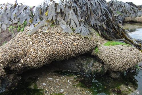 Sabellaria Alveolata Honeycomb worm Copyright NRW