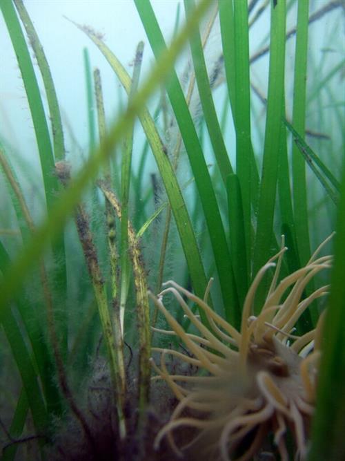 Seagrass-Zostera marina - Copyright-NRW.