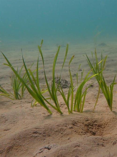 Seagrass Zostera marina_Copyright NRW - Paul Brazier