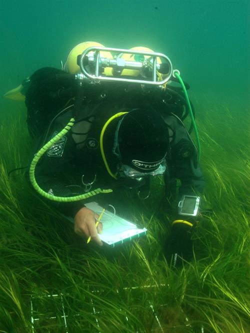 Surveying seagrass_Copyright NRW marine monitoring team