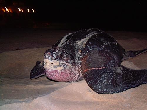 Leatherback Turtle - Copyright Peter Richardson