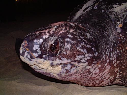 Leatherback Turtle - Copyright Peter Richardson