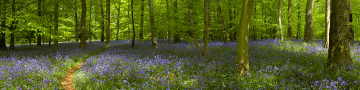 Bluebell woods